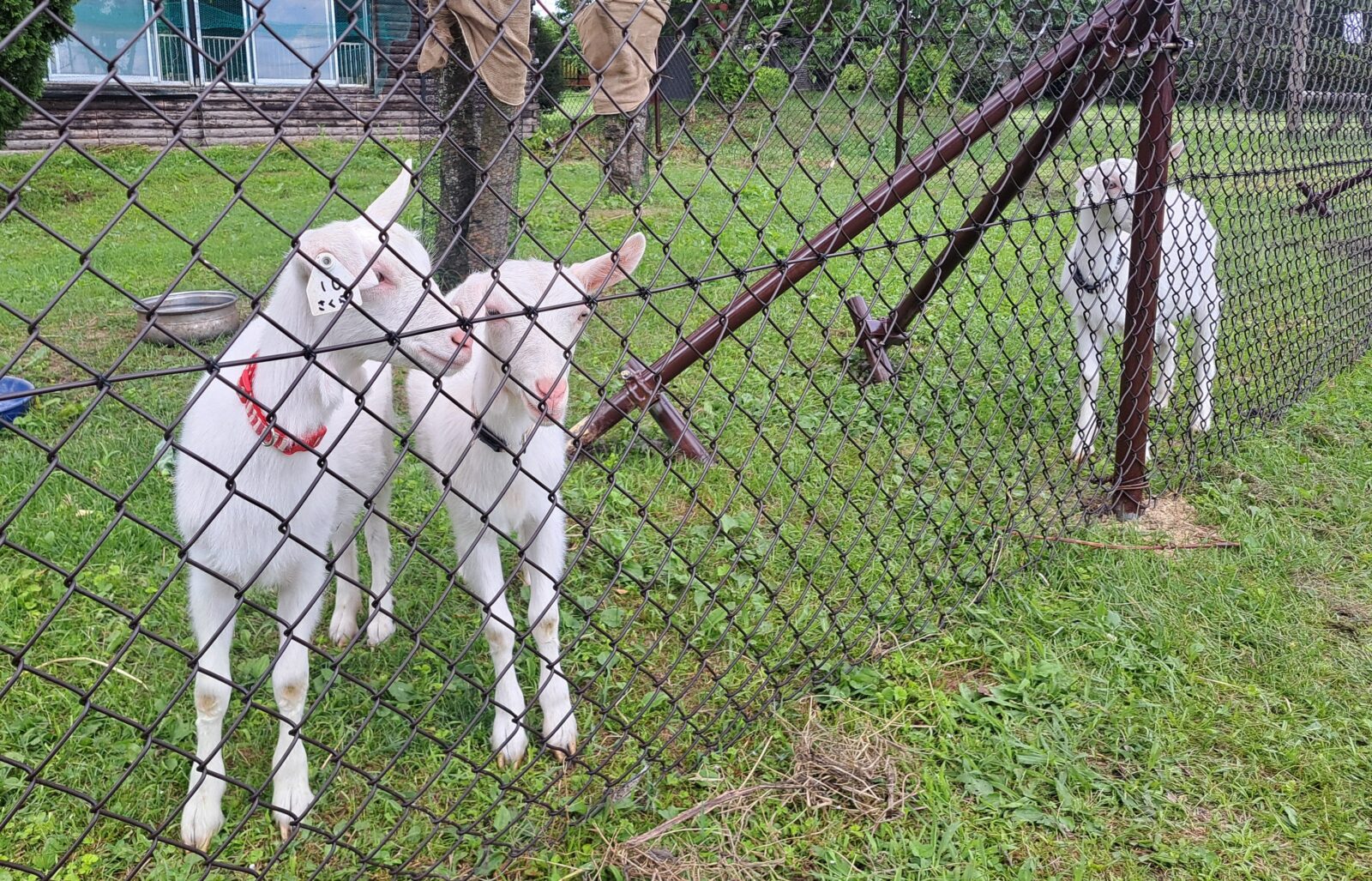 わんぱく広場に子ヤギが来ました！